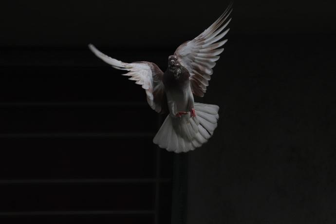 flying white and brown pigeon