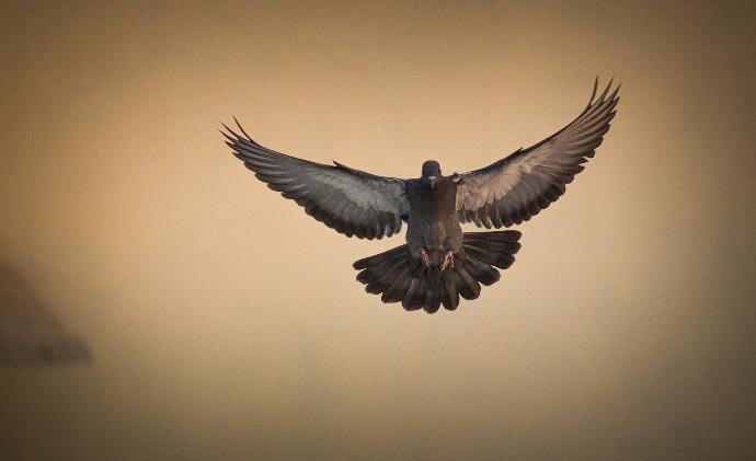 shallow focus photo of brown eagle flying